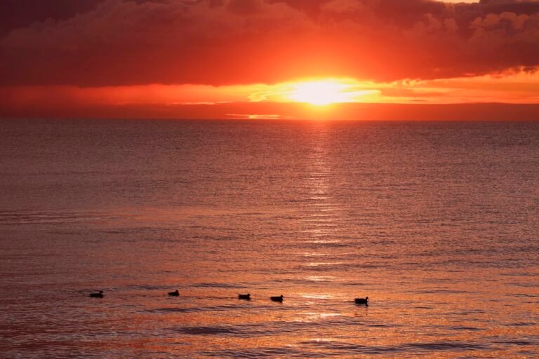 Ducks Swimming in the Sea at Sunset