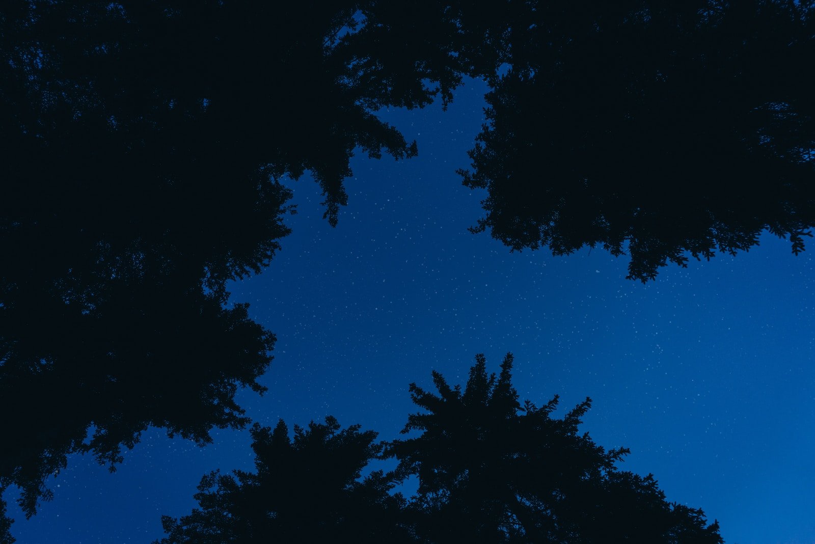 the night sky with stars and trees silhouetted against it