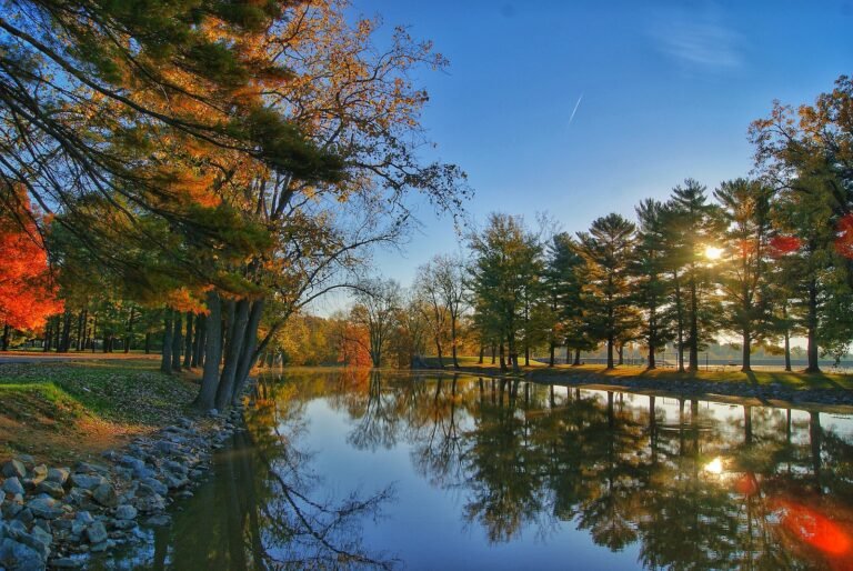 Scenic View of the Trees