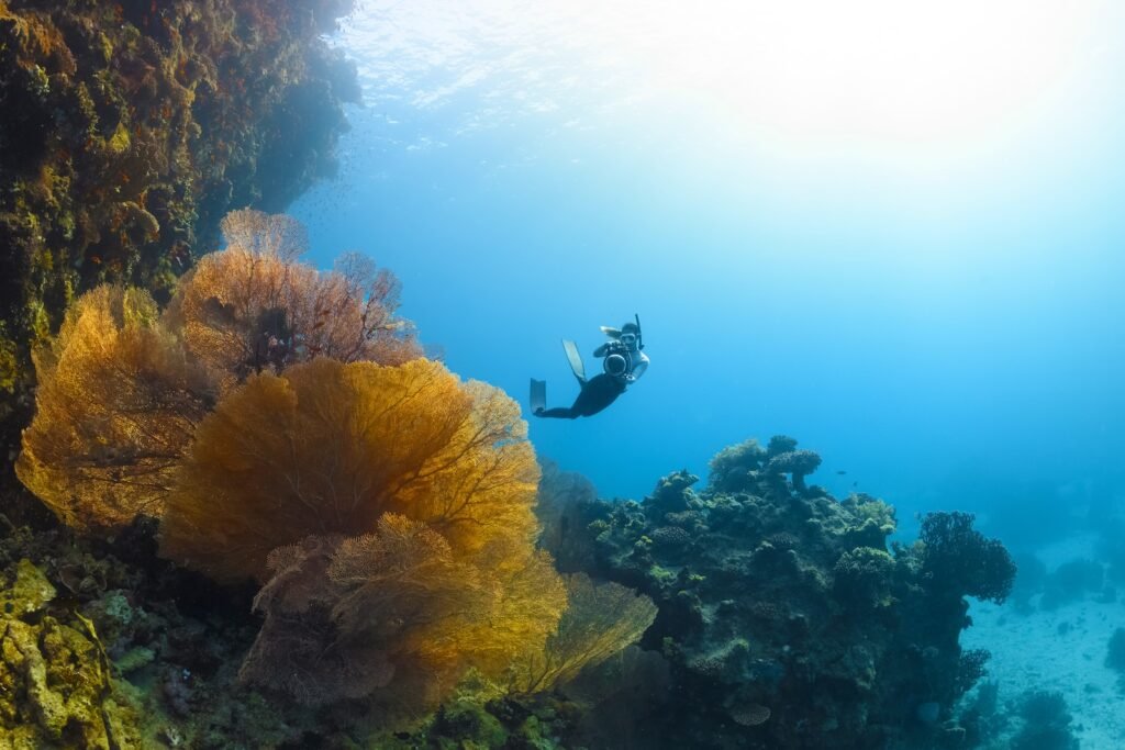 a person swimming in the ocean near a coral reef