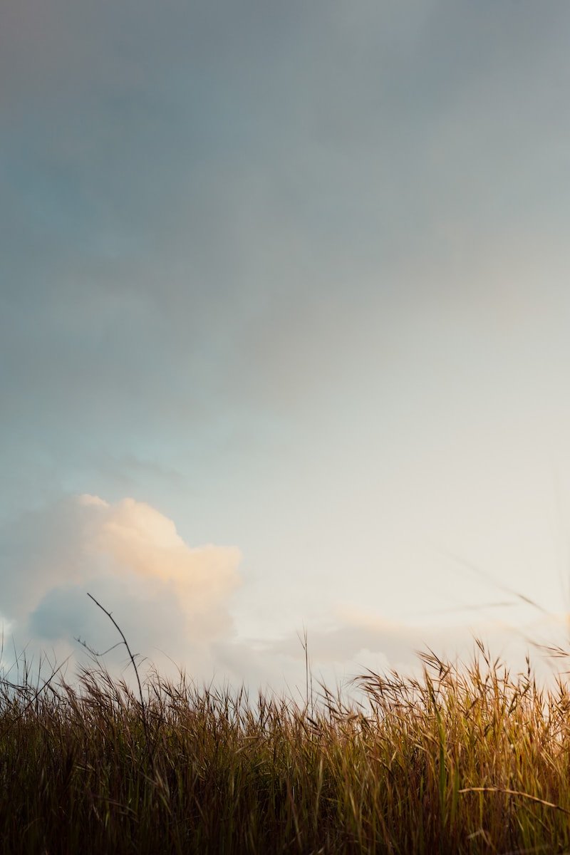 brown grass field under white cloudy sky