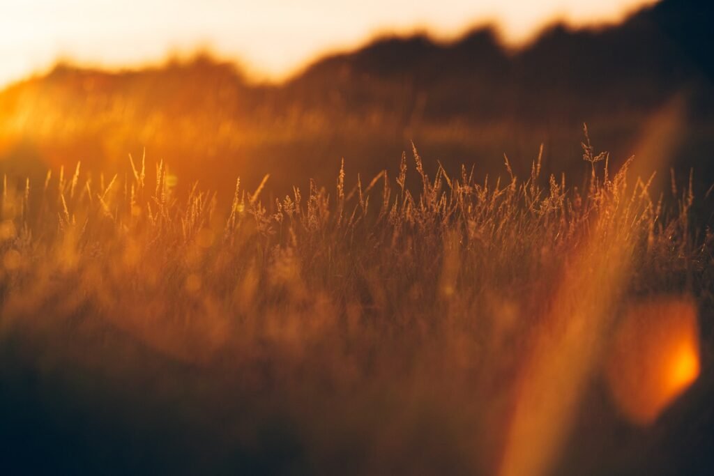 green grass during golden hour