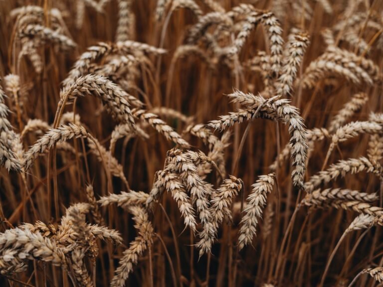 a close up of a field of wheat