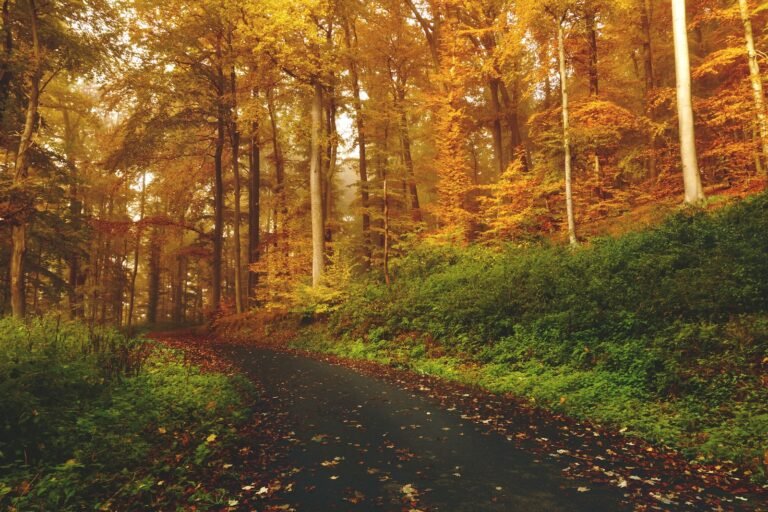 empty road between trees on forest