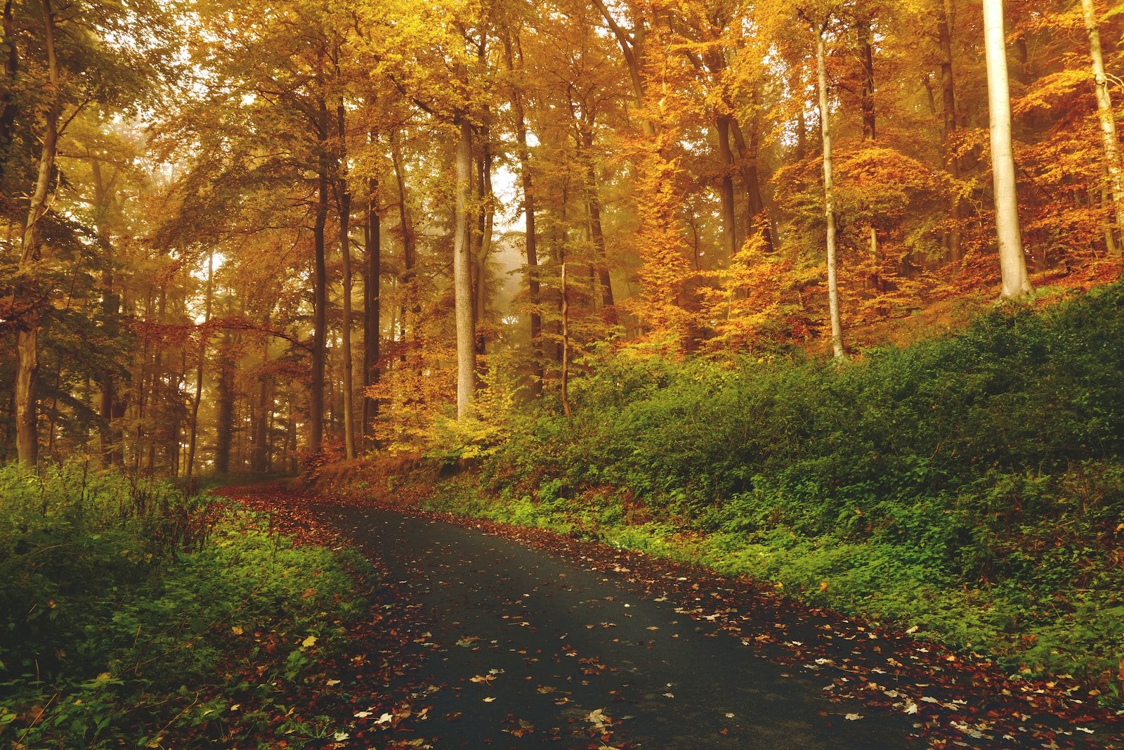 empty road between trees on forest