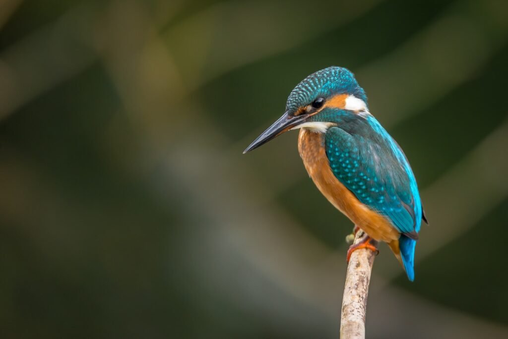 selective focus photography of blue kingfisher